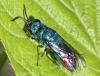 Chrysis fulgida